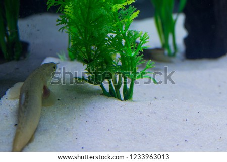 polypterus senegalus fish 
(enguia dinossauro)