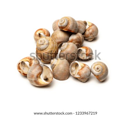 Large empty ocean snail shell on white background 