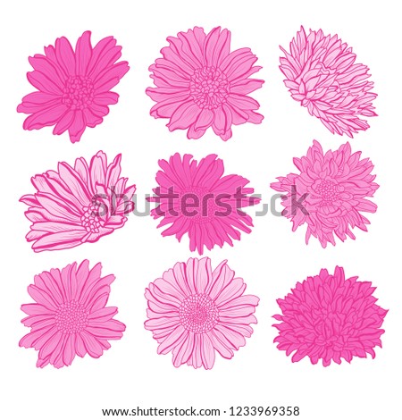 Decorative aster  flowers set, design elements. Can be used for cards, invitations, banners, posters, print design. Floral background in line art style