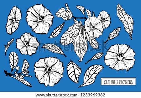 Decorative clematis flowers set, design elements. Can be used for cards, invitations, banners, posters, print design. Floral background in line art style