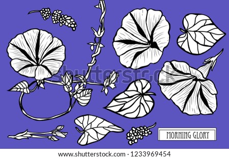 Decorative morning glory flowers set, design elements. Can be used for cards, invitations, banners, posters, print design. Floral background in line art style