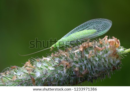 Common green lacewing, Chrysoperla carnea, beneficial predator of aphids Royalty-Free Stock Photo #1233971386
