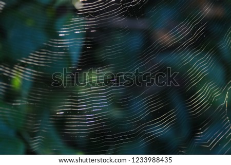 spider web with natural background