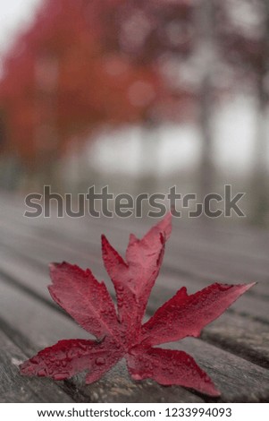 Red autumn leaf on a wooden bench with pretty bokeh