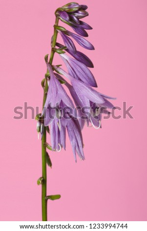 Hosta inflorescence of gently violet color isolated on pink background.
