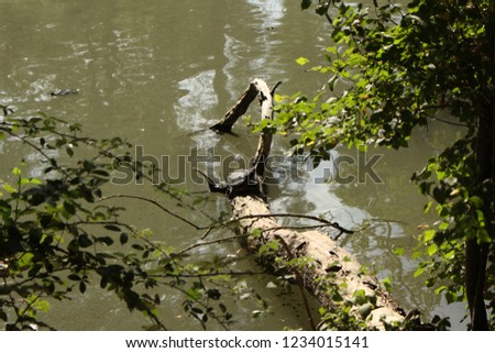Turtle on a branch