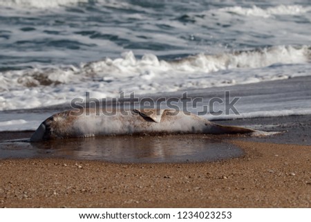 Dead Dolphin on beach. Common porpoise (Phocoena phocoena relicta). Marine mammals increasingly dying from water pollution, many screws of ships, from shortage of fish after fishery, by-catch Royalty-Free Stock Photo #1234023253