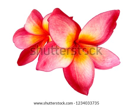 Frangipani flower isolated on white background. Tropical flowers frangipani. Frangipani flowers are many in Bali, Indonesia. ( Plumeria flowers with a combination of red, white, pink and yellow )