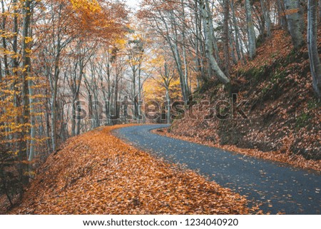 Mountain road in the autumn forest.