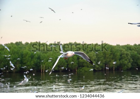 the seagull near the mangrove forest