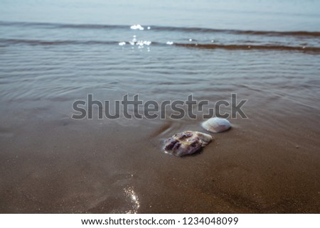 Pictures of the sea and shells