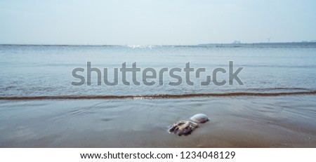 Pictures of the sea and shells