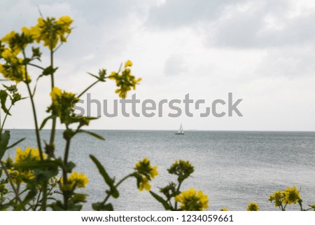 Sailboat far out to sea and yellow flowers in the foreground in a cloudy day