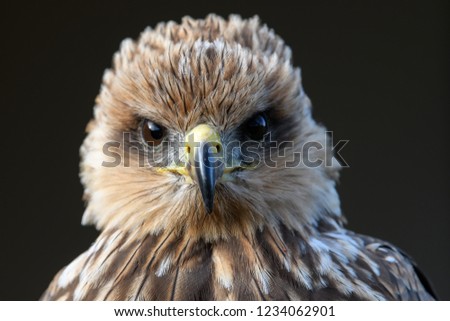 Bird of prey portrait, isolated