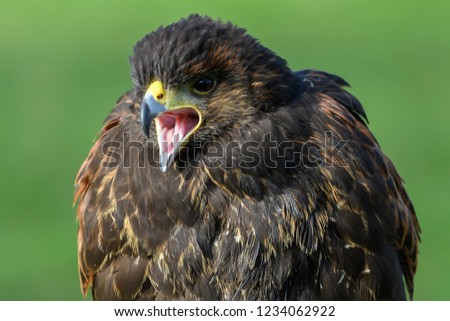 Bird of prey portrait, isolated
