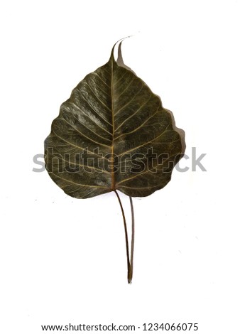a black leaf