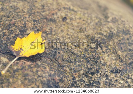 Yellow autumn leaf on a gray stone