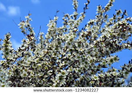 Yellow Tea Tree blossoms, Leptospermum polygalifolium, family Myrtaceae, flowering in spring against a blue sky, Royal National Park, Sydney, Australia. Also known as Tantoon.