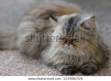 The gray Persian cat lying on the floor
 and close your eyes.Cute Persian cat
