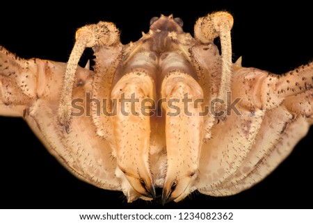 Extreme magnification - Opiliones, harvestmen, daddy longlegs Royalty-Free Stock Photo #1234082362