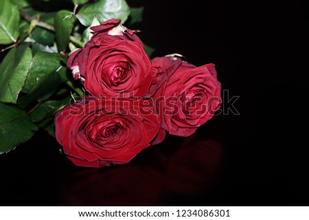 Close-up of three red roses on black background