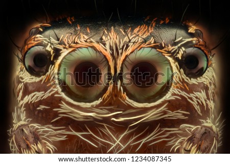 Extreme magnification - Jumping spider 