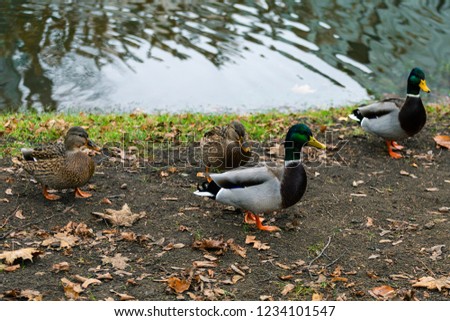 Wild ducks in the autumn pond