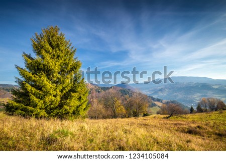 Tree in a foreground of autumn landscape with mountains at sunrise, Orava region in Slovakia, Europe.