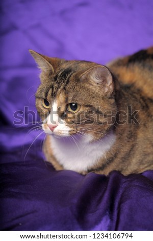 brown with white cat on a purple background
