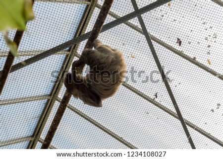 Sloth hanging on the ceiling