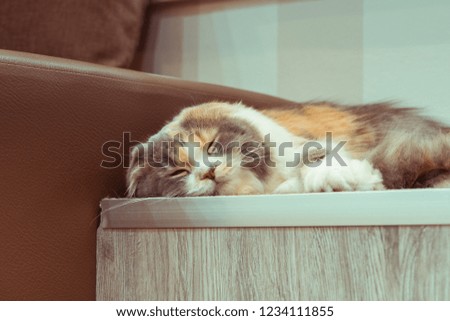 picture of a young cat. the cat is sleeping and relaxed
