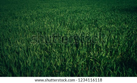 Picture full of the vivid dark green grass pattern