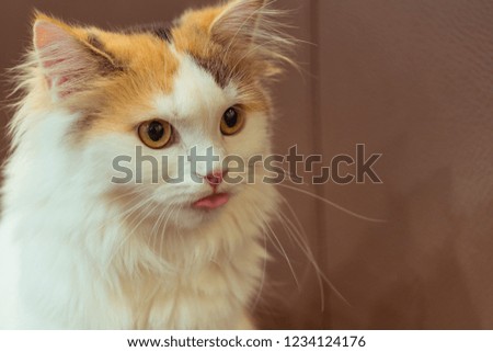 A picture of a young and beautiful cat. the cat is tongue out