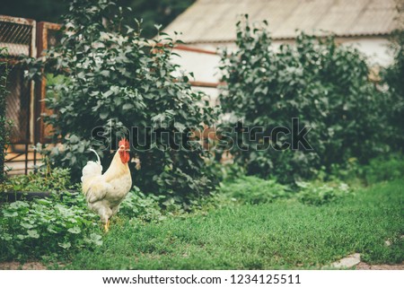 Proud of himself rooster stands for his territory in the village yard