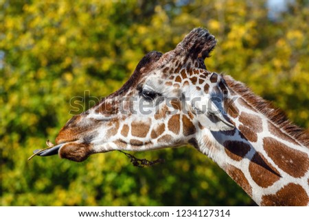 a giraffe in front of some green trees