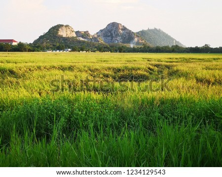 Close​ up​ mountain​s and​ golden ears of​ corn Royalty-Free Stock Photo #1234129543