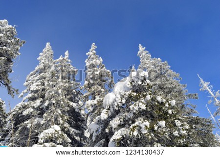 
Frosty blue sky and trees