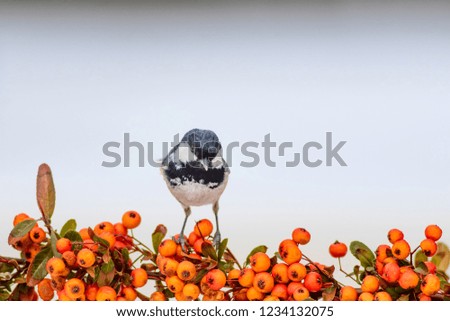Cute bird. White snow background. Bird: Coal Tit. Periparus ater. Plant: Pyracantha coccinea Scarlet firethorn