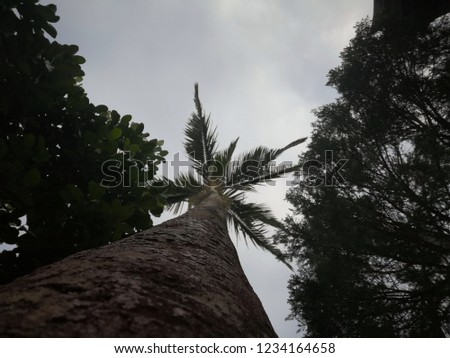 Palm branch on a sky background