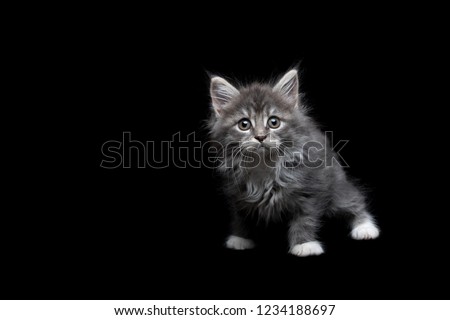 8 week old blue tabby maine coon kitten standing on all fours looking directly at camera in front of black studio background Royalty-Free Stock Photo #1234188697
