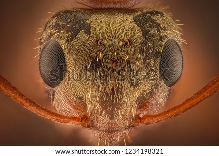 Extreme magnification - Ant head with compound eyes
