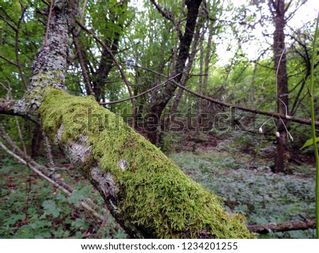           moss on a tree