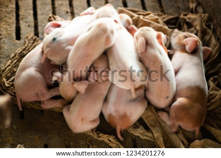 The winter solstice of the pigs, less than 3 days, they go up and lay together to warm the body, they have no blankets, but they have brothers crawling together.