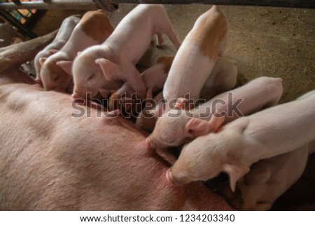 13 little pigs, less than 1 week old Being happy while suckling mom pigs. There are 14 breastmilk for the mother. In the winter Some are pink. Some have brown streaks.