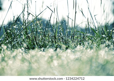 Dew drops on the grass in the morning