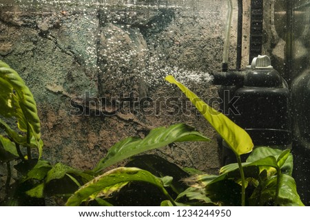 Airflow from the filter in the aquarium. Royalty-Free Stock Photo #1234244950