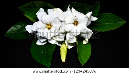 White blooming flowers, light green buds and green leaves are arranged on a black background.