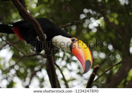 toucan colorful birds in the forest