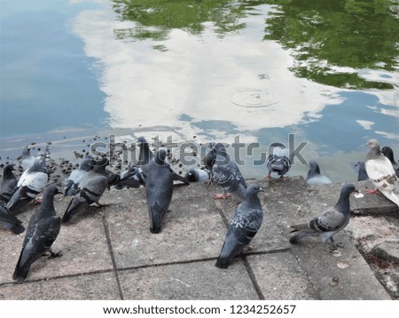 flock of water pigeons