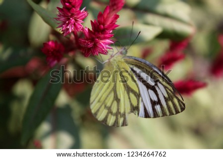 Close-up image of stripped  Pioneer White or Indian Caper White (Belenois aurota, brown veined white) butterfly resting on Exotic Pink Celosia( woolflower, cockscomb) Flowers. soft focus. India,Odisha